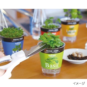 ヴィンテージ　ハーブ　アート　FRESH HERBS Foliage Flair cling stamp – Pinkfresh Studio